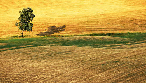 High angle view of tree on agricultural landscape