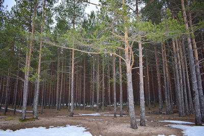 Trees in forest during winter