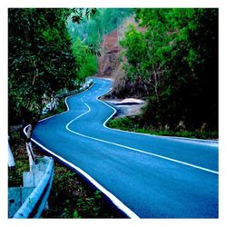 Road along trees