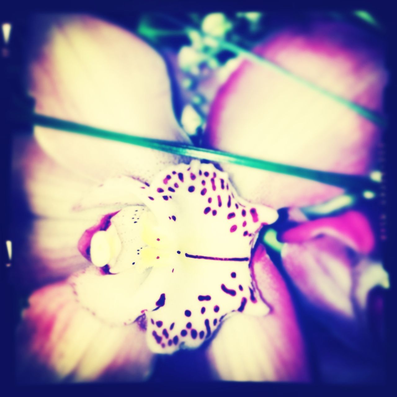 indoors, close-up, flower, focus on foreground, purple, selective focus, petal, pink color, multi colored, fragility, auto post production filter, no people, home interior, flower head, day, high angle view, decoration, blue, toy, sunlight