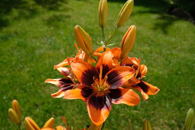plant