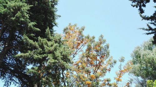 Low angle view of trees against sky