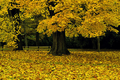 Yellow flowers blooming on field