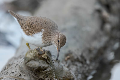 Close-up of seagull perching on rock