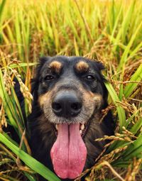 Close-up portrait of a dog