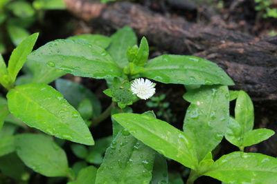 Close-up of raindrops on leaves