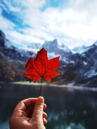 Close-up of hand holding maple leaf during autumn