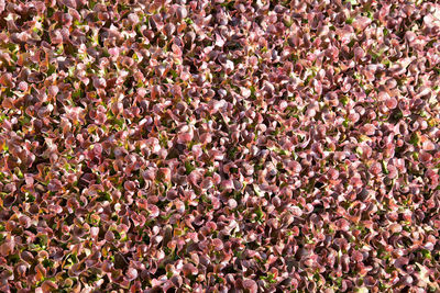 High angle view of pink flowering plants