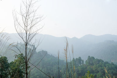 Scenic view of tree mountains against sky