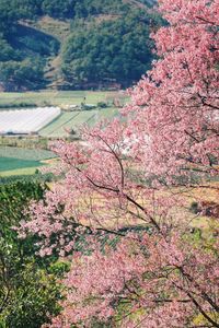 High angle view of cherry blossom tree during autumn