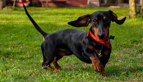 Dog looking away on field