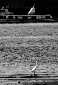 Seagull flying over sea