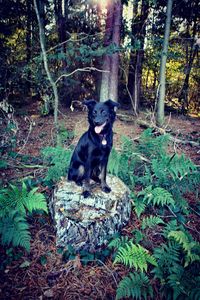 Portrait of dog sitting in forest