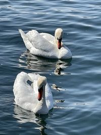 Swans swimming in lake