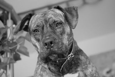 Close-up portrait of a dog