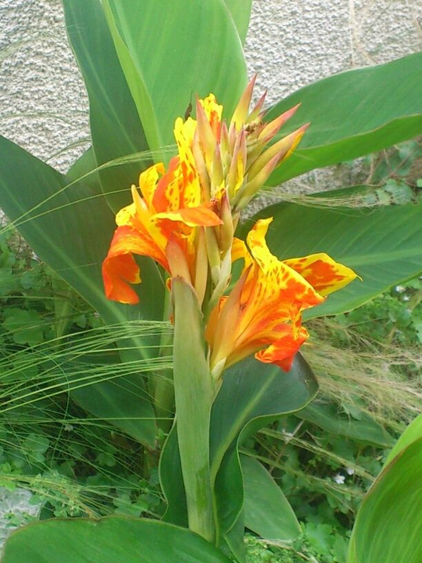 CLOSE-UP OF YELLOW FLOWERS