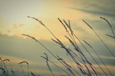 Close-up of stalks against the sky