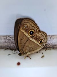 Close-up of butterfly