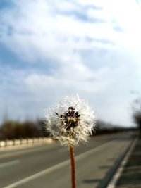 Close-up of dandelion on road against cloudy sky