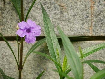 Close-up of pink flowering plant