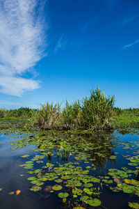 Water lily in lake against blue sky