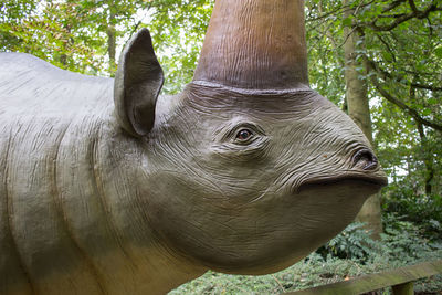 Close-up of elephant in the forest