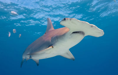 Close-up of fish swimming in sea