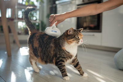 Close-up of cat sitting at home