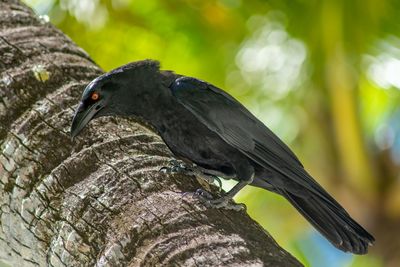 Close-up of bird perching on tree