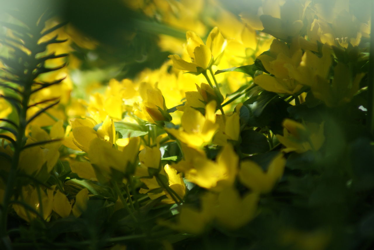 flower, flowering plant, plant, freshness, yellow, selective focus, beauty in nature, close-up, vulnerability, fragility, nature, growth, no people, petal, flower head, inflorescence, day, outdoors, green color, sunlight