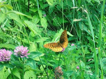 Butterfly perching on leaf