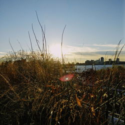 Close-up of grass against sky