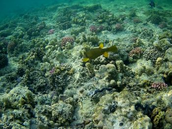 View of fish swimming in sea