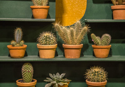 Close-up of potted plants