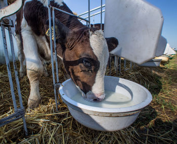 Cow drinking water from bucket in farm against clear sky