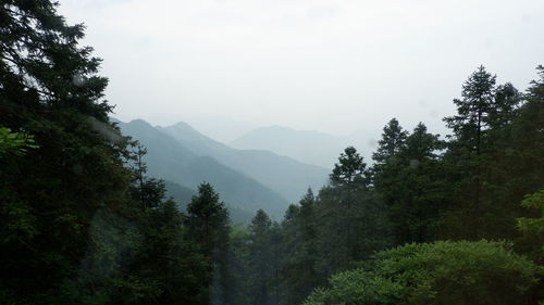 Scenic view of trees in forest against sky