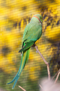 Bird perching on a branch