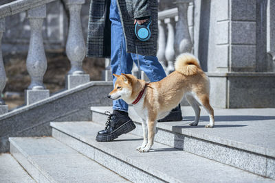 Adorable red shiba inu dog in a red collar standing on the steps of a stone staircase with owner