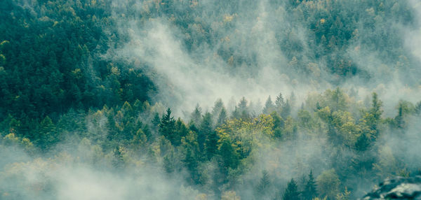 Scenic view of forest against sky