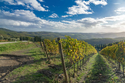 Scenic view of vineyard against sky