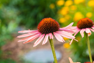 Close-up of coneflowers blooming outdoors