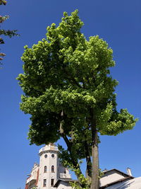 Low angle view of tree by building against clear blue sky