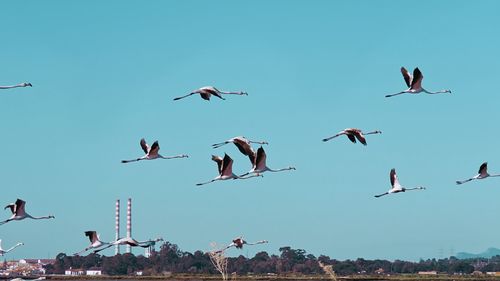 Low angle view of birds flying against clear sky