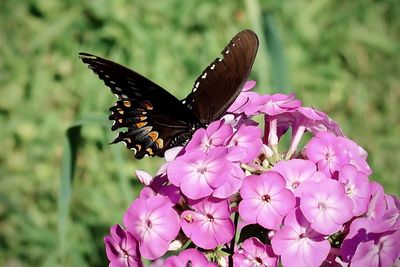 Butterfly pollinating on pink flower