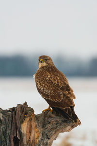 Close-up of bird perching on tree against sky