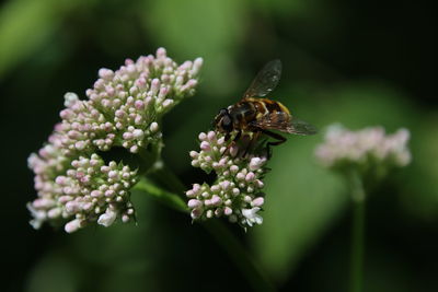 Close-up of butterfly pollinating on flower