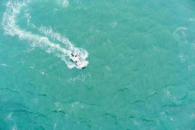 High angle view of turtle in sea