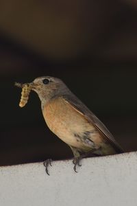 Close-up of bird perching on snow
