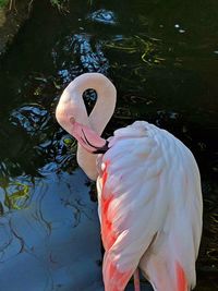 Close-up of swan in water