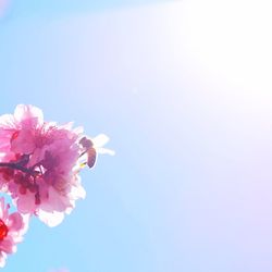 Close-up of pink flowers